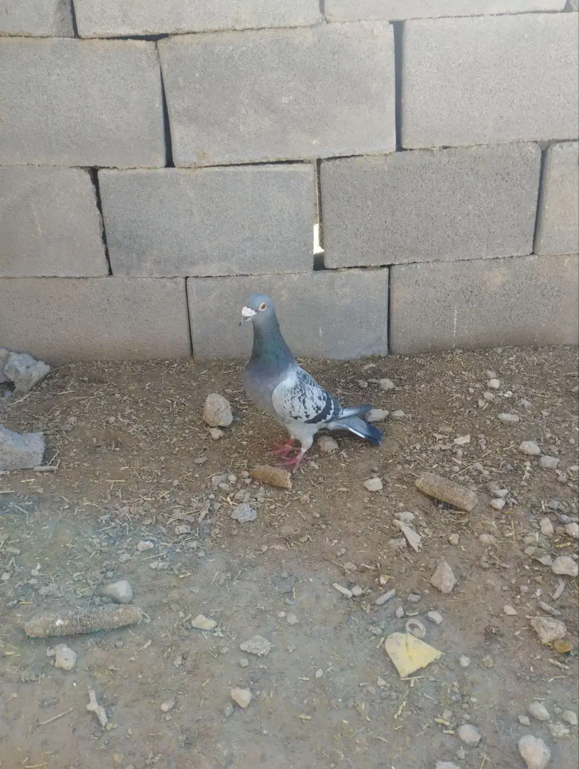 کبوتر‌پرینت‌دار|کلکسیون و سرگرمی|ارسنجان, |دیوار