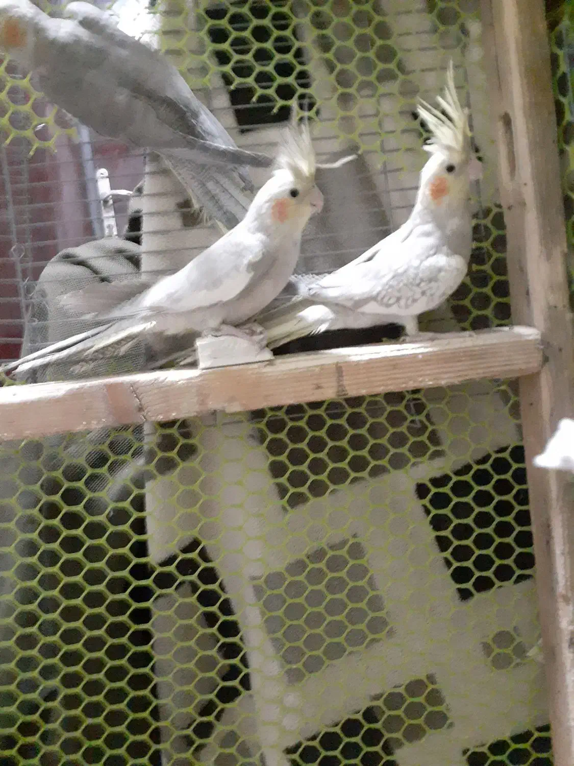 عروس هلندی|پرنده|یزدان شهر, |دیوار