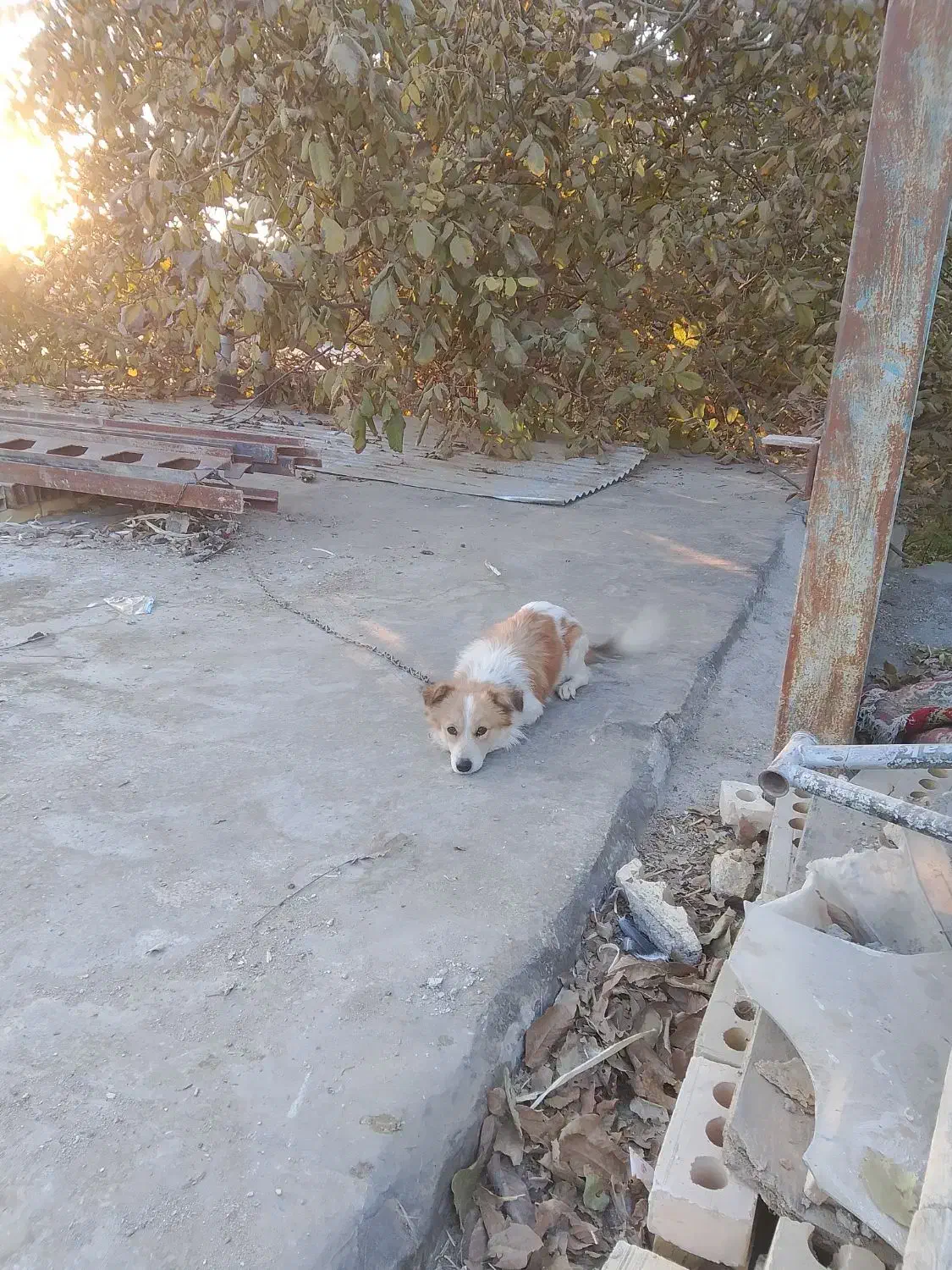 سگ پا کوتاه معاوضه با سگ سراب ویک عدد دستگاه جوش ت|سگ|چناران, |دیوار