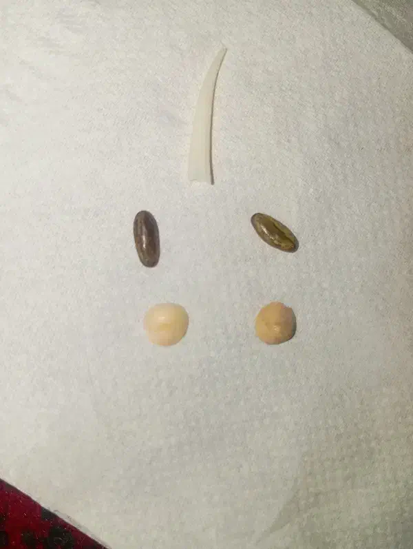 مهره اصلی تضمینی|بدلیجات|زابل, |دیوار