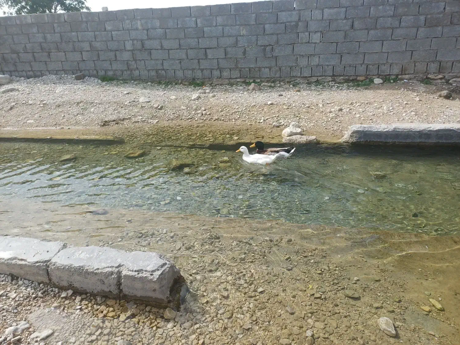 اردک|حیوانات مزرعه|بهبهان, |دیوار