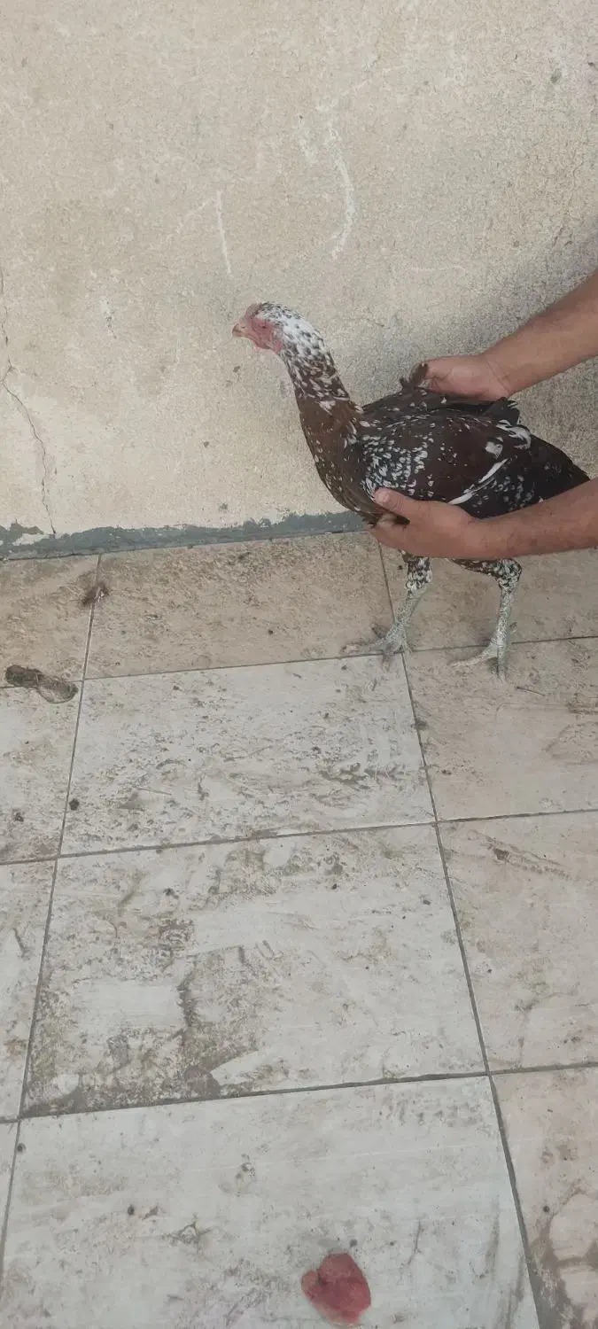 حیوانات مزرعه|حیوانات مزرعه|میناب, |دیوار