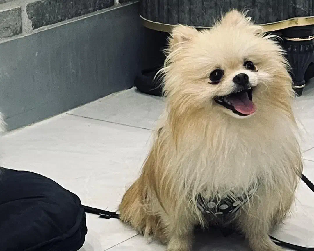 واگذاری سگ|سگ|قم, زنبیل آباد|دیوار