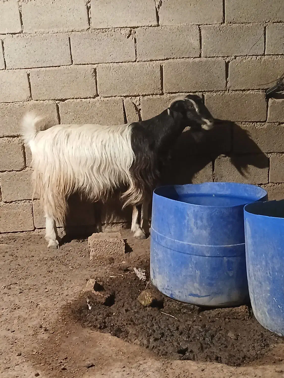 بز ابستن|حیوانات مزرعه|امیدیه, |دیوار