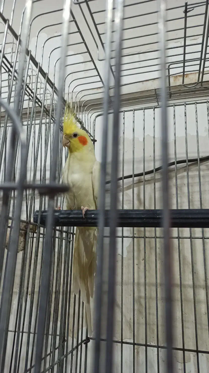 نر لوتینو یه ماده|پرنده|آران و بیدگل, |دیوار