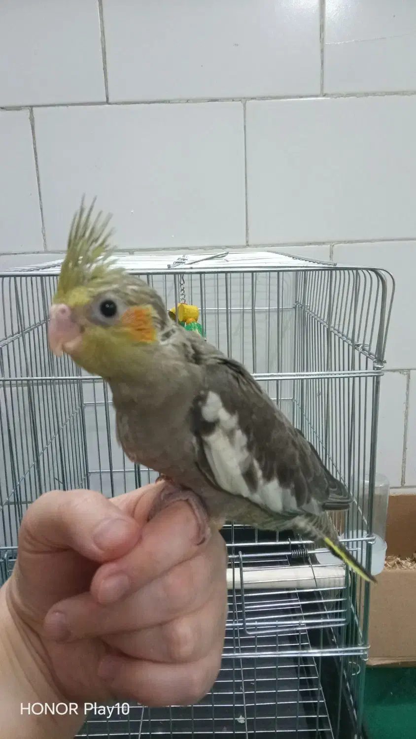 اسکیت عروس هلندی|اسباببازی|یزد, |دیوار