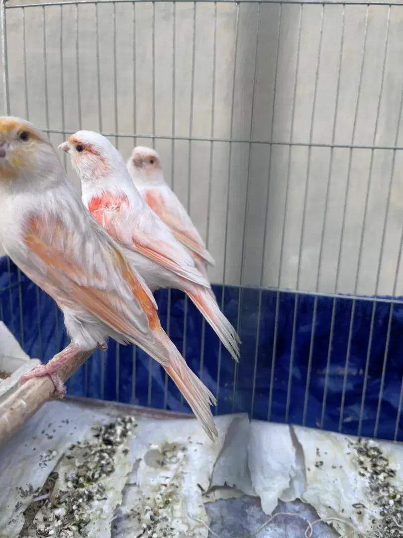 قناری موزائیکی|پرنده|تهران, زرکش|دیوار