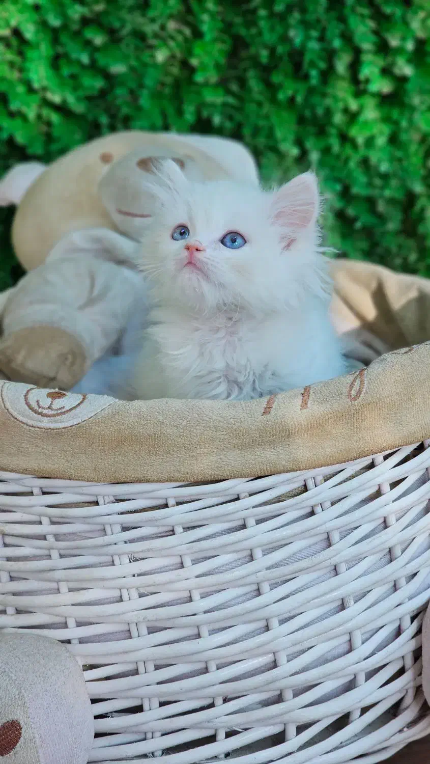 توله بریتیش وایت گلد|گربه|بندر ماهشهر, |دیوار