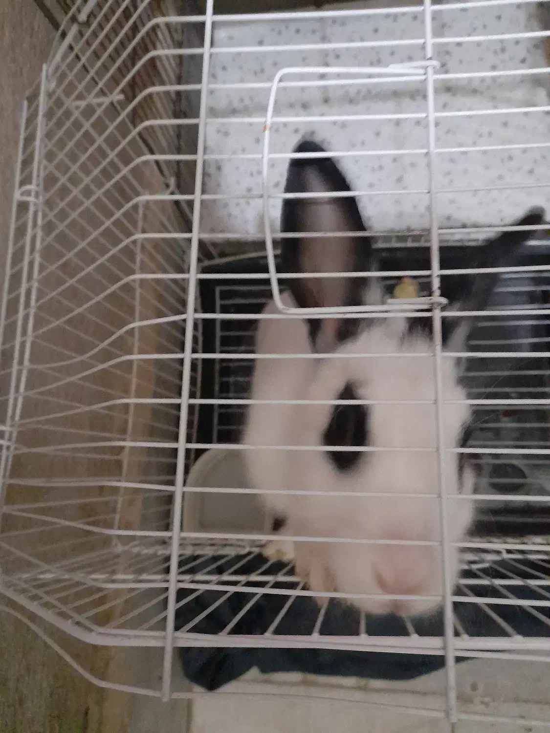 فروش|موش و خرگوش|کرج, خرمدشت|دیوار