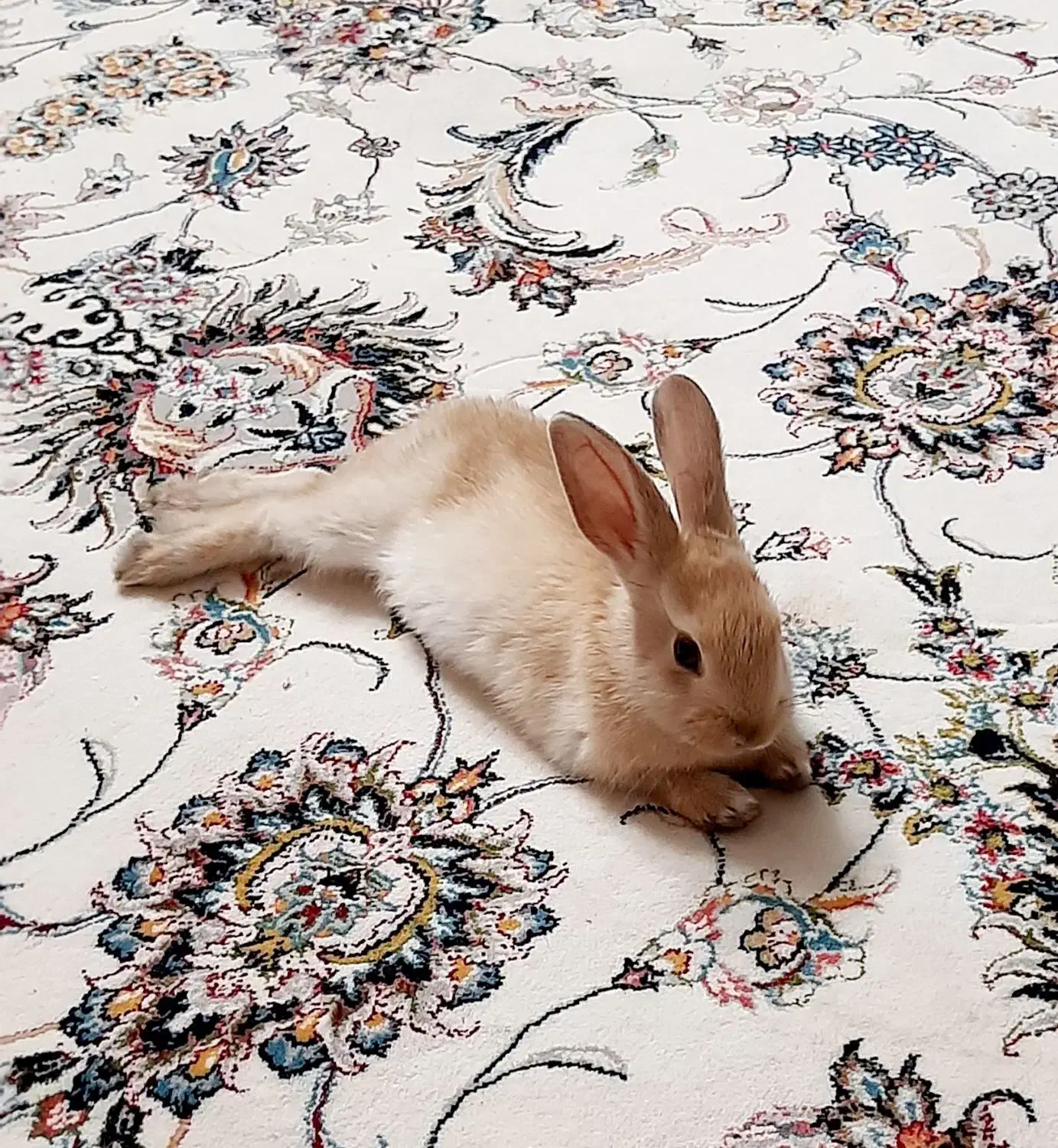 خرگوش|موش و خرگوش|اصفهان, طاحونه|دیوار