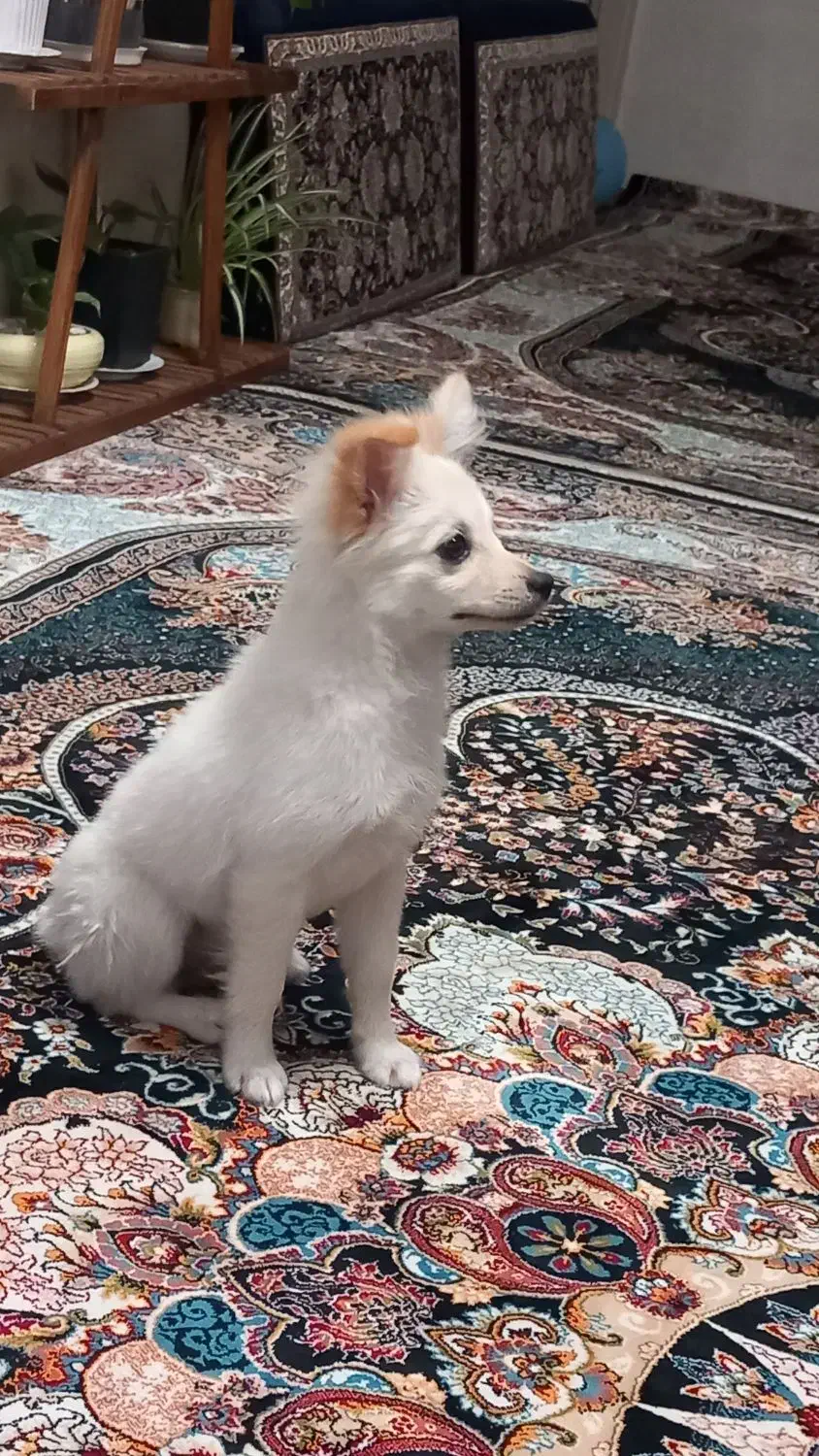 سگ ماده پامر|سگ|الوند, |دیوار