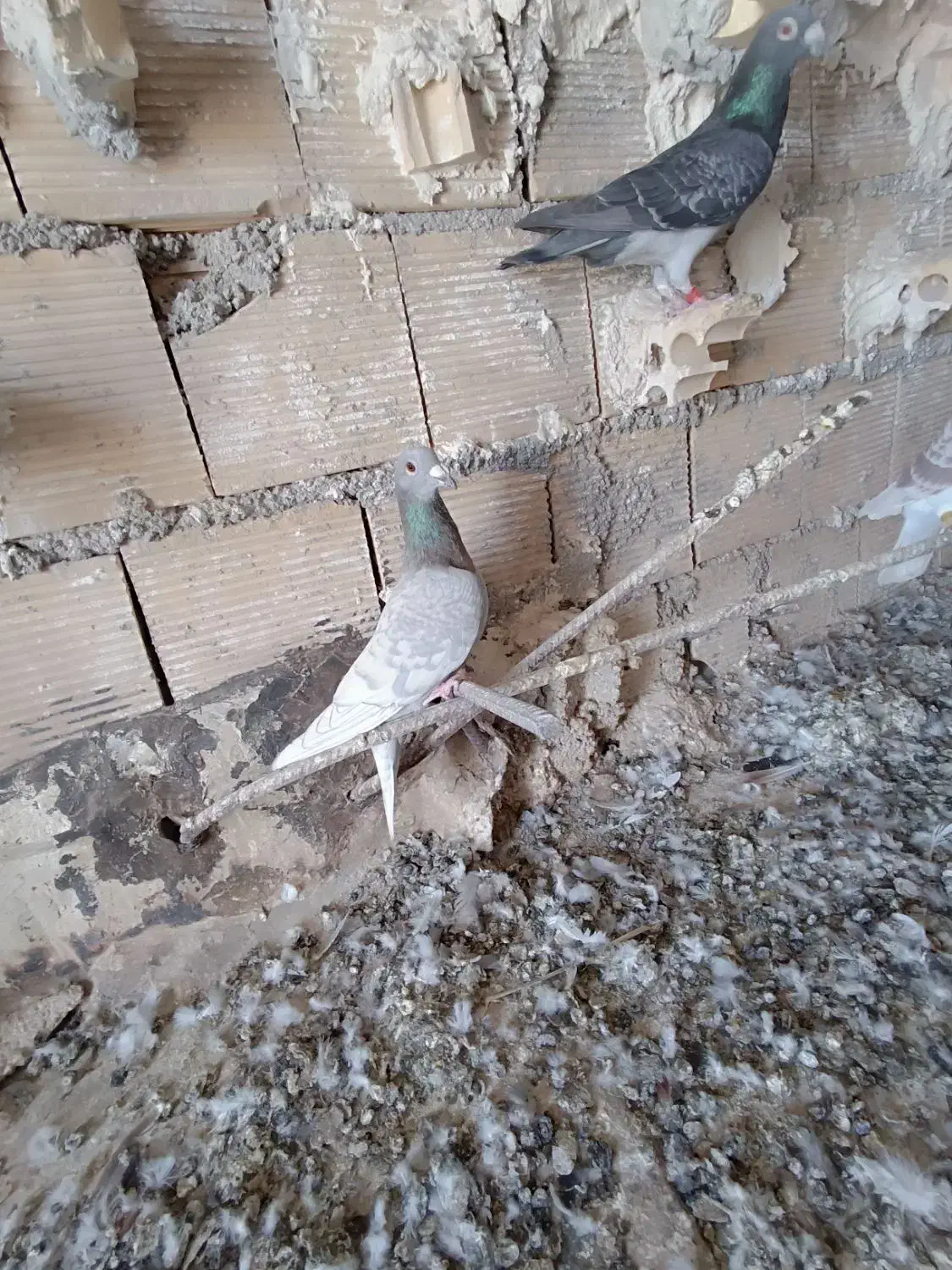 کبوتر پلاکی نژاد دلبر|پرنده|شبانکاره, |دیوار