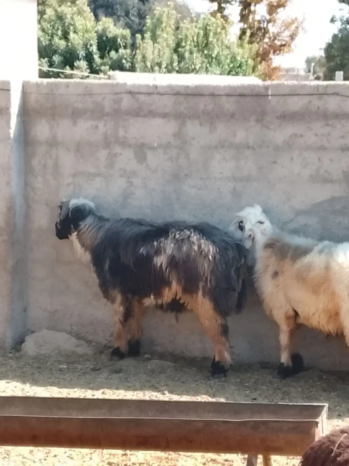 سلام بره نر سبک وقوچ داشت|حیوانات مزرعه|کوار, |دیوار