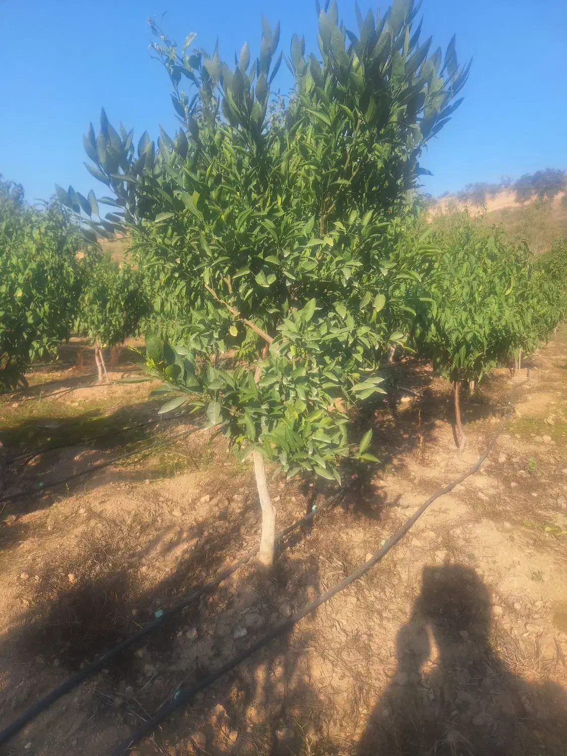 فروش|گل و گیاه طبیعی|نکا, |دیوار