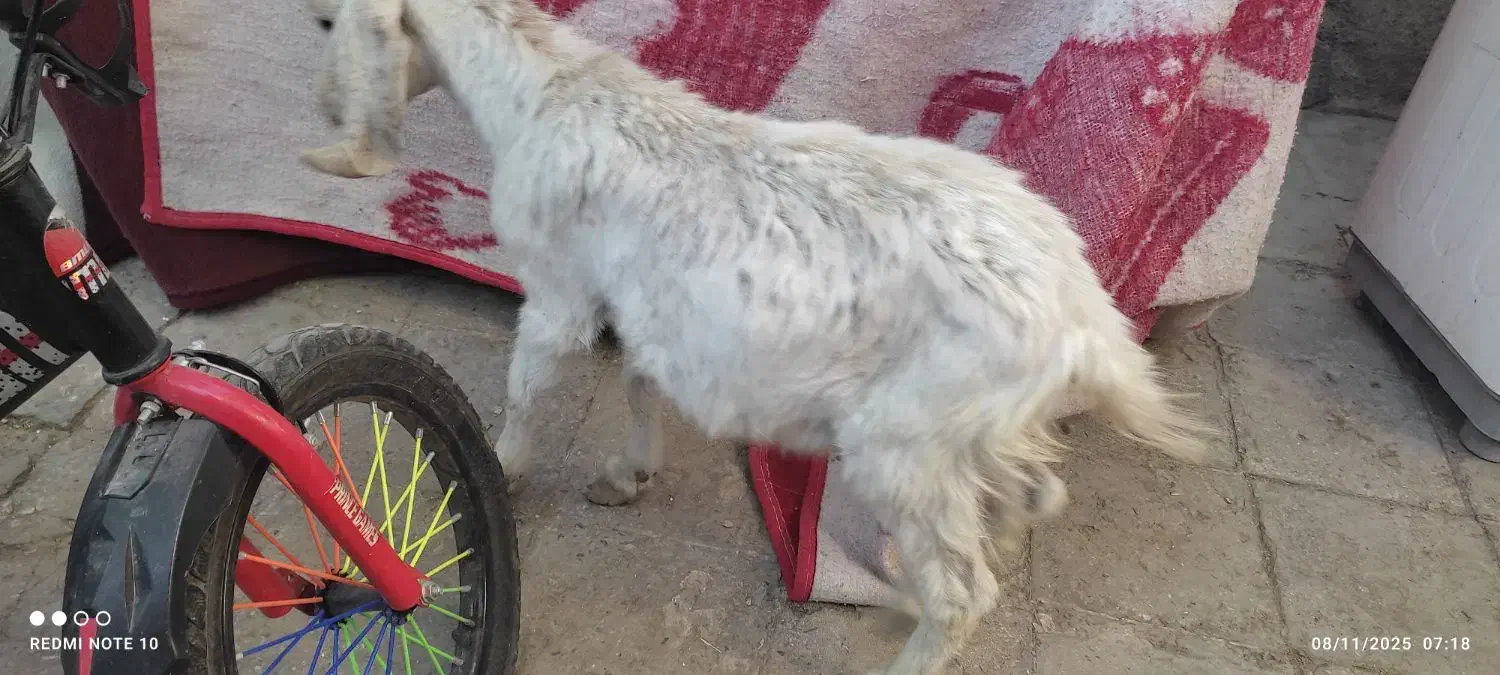 کره|حیوانات مزرعه|کرمان, |دیوار