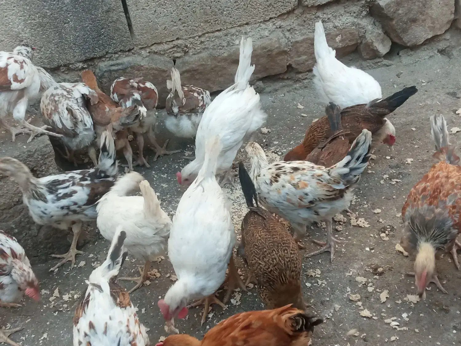 تیله محلی لنده|حیوانات مزرعه|لنده, |دیوار