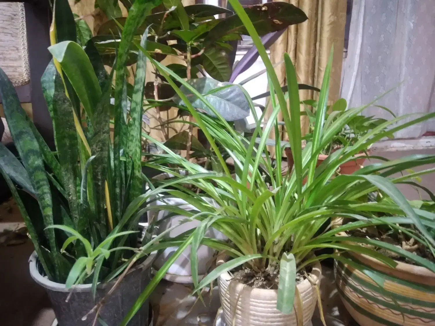 گیاهان طبیعی آپارتمانی وباغی|گل و گیاه طبیعی|شاهین‌شهر, بانک استان|دیوار