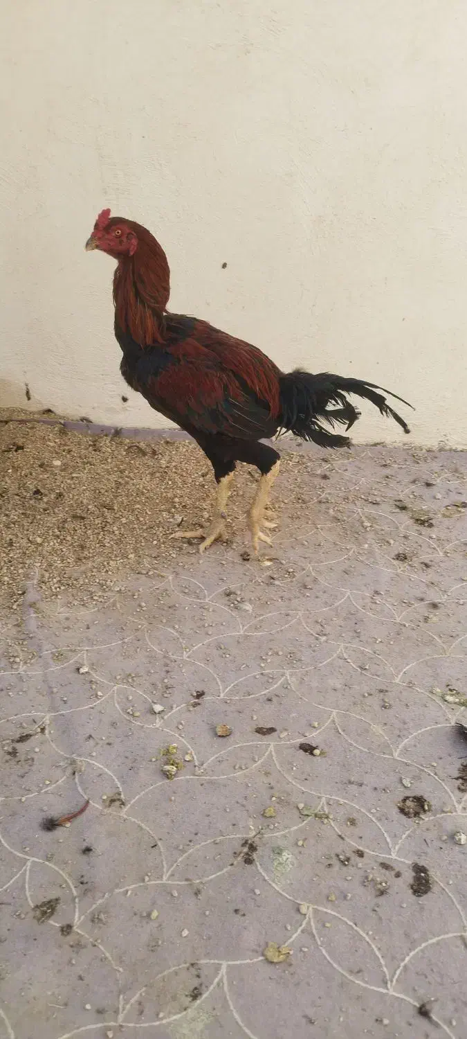 خروس لاری افغان|حیوانات مزرعه|جویم, |دیوار