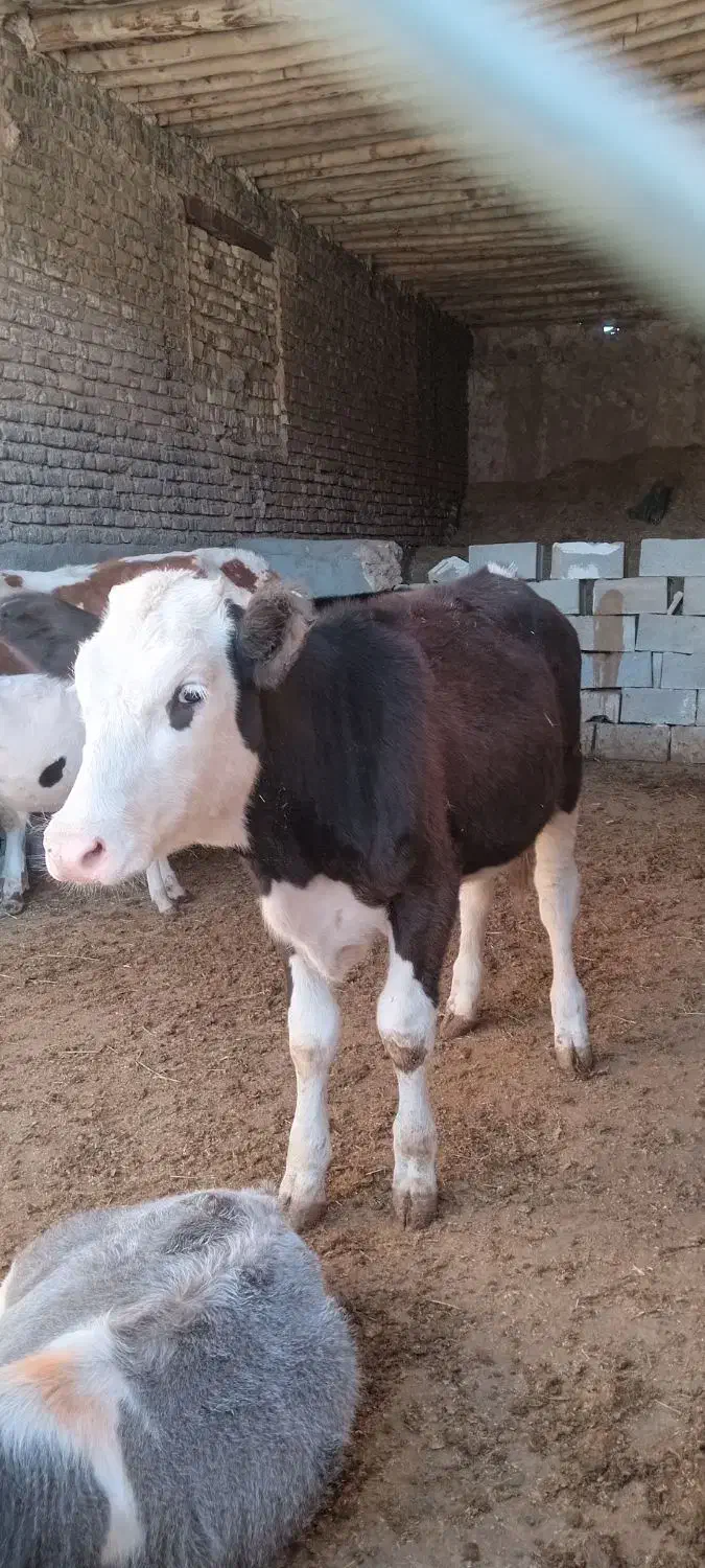 گاو و گوساله.گوساله نر وماده سیمینتال|حیوانات مزرعه|کوهنانی, |دیوار