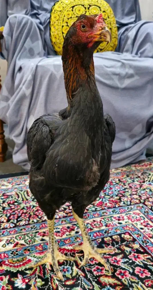 مرغ لاری|حیوانات مزرعه|سیرجان, |دیوار