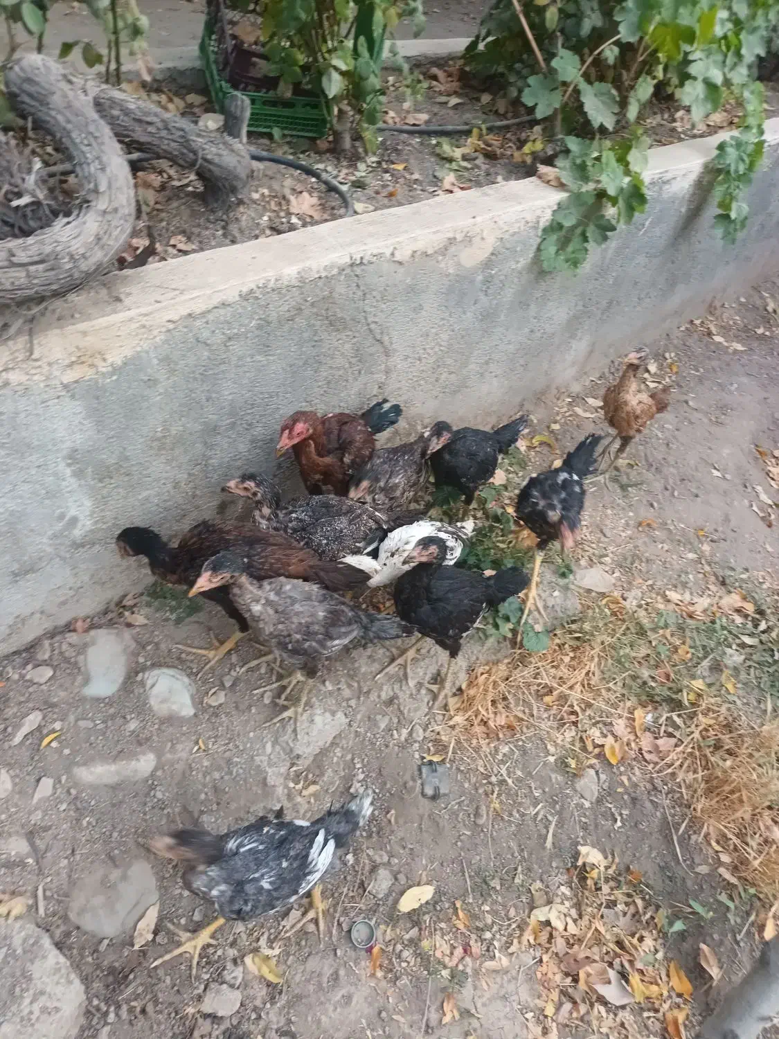 ۱۰عددخروس لا ی سالم وسرحال به شرط فوری|حیوانات مزرعه|کرج, کمال‌شهر|دیوار