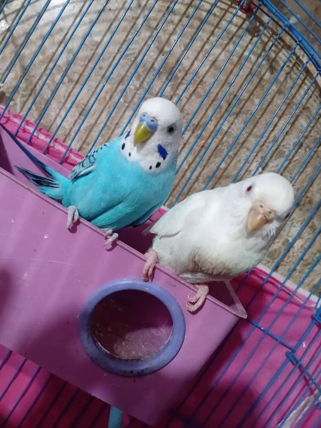 خرمشهر|پرنده|خرمشهر, |دیوار