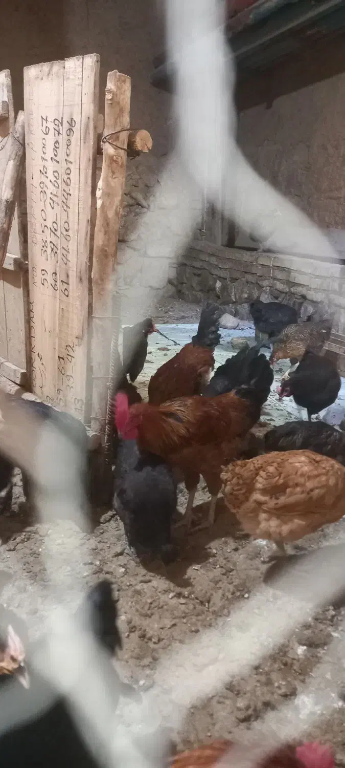 فروش ۲۰ عدد مرغ جوان و تخم گذار|حیوانات مزرعه|ناغان, |دیوار