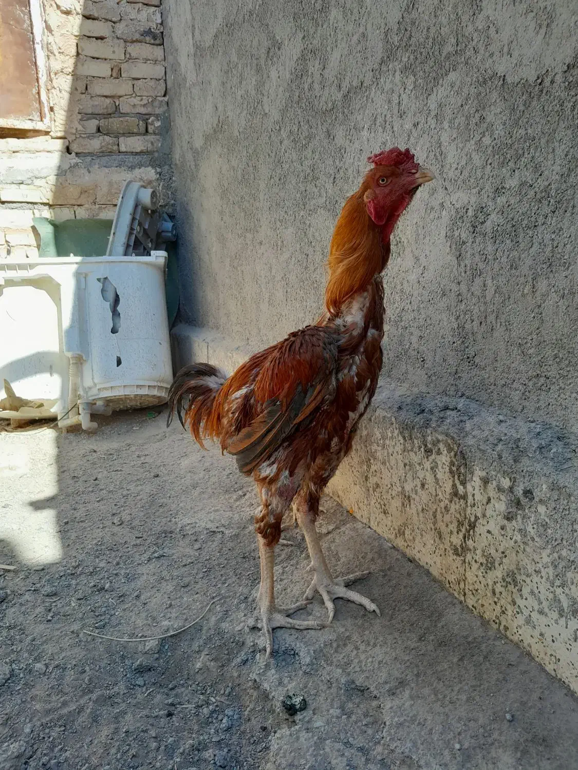 یک مرغ و دوتا خروس لاری|پرنده|مشهد, بهارستان|دیوار