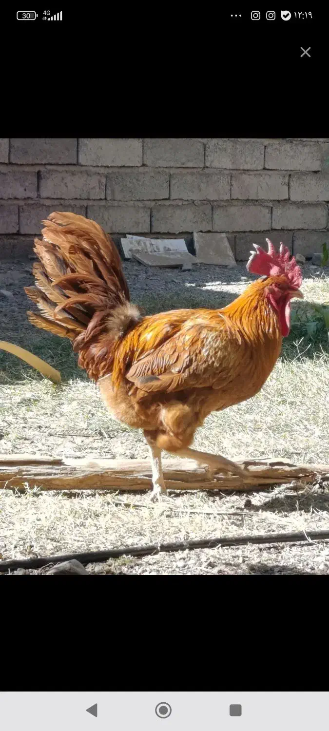 خروس خوب محلی|حیوانات مزرعه|جلگه چاه هاشم, |دیوار