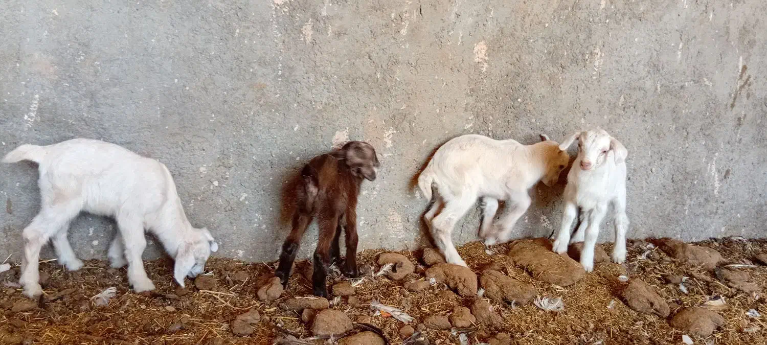 کهره بز|حیوانات مزرعه|اشکذر, |دیوار