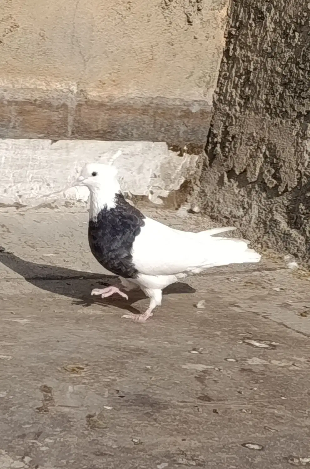 کبوتر|پرنده|کرمانشاه, |دیوار