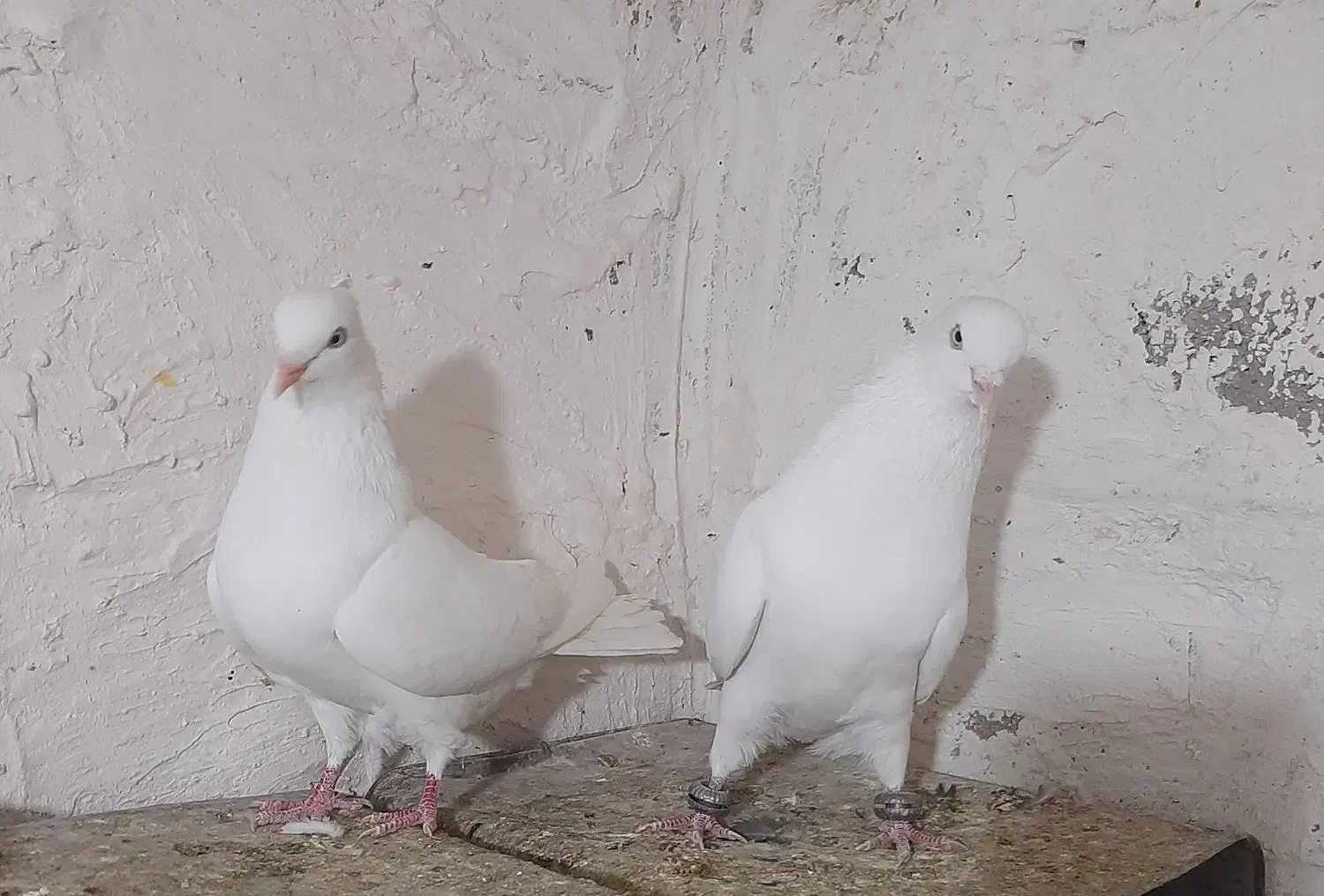 فروش یک جفت سفید اراکی|پرنده|رستاق, |دیوار