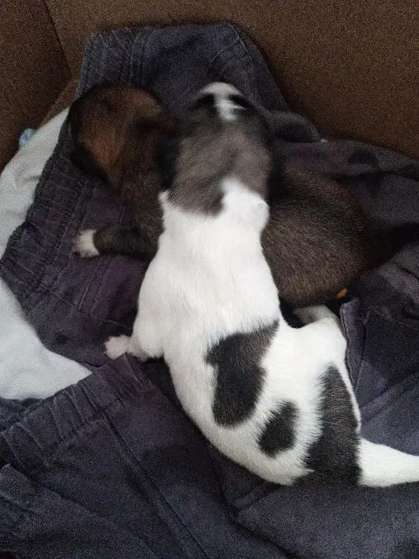 حیوان خانگی|حیوانات|فولادشهر, B2|دیوار