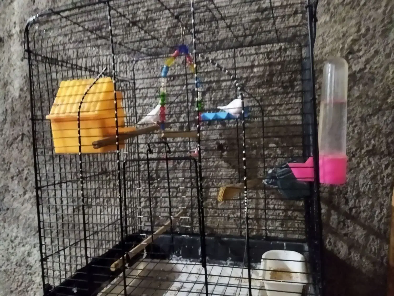 فنج|پرنده|مریوان, |دیوار