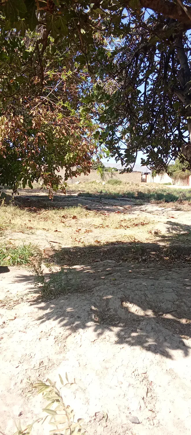 زمین باغ شهری|فروش زمین و ملک کلنگی|کوار, |دیوار