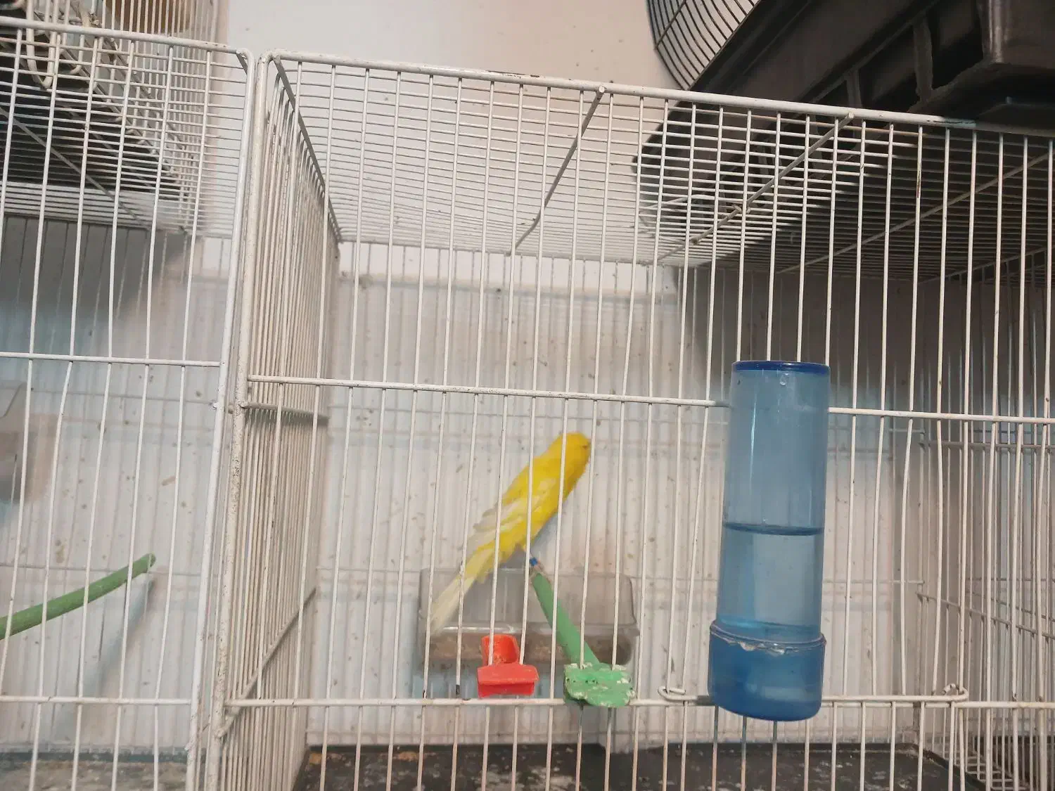 قناری کشیده بلند و رسمی|پرنده|مشهد, سرافرازان|دیوار