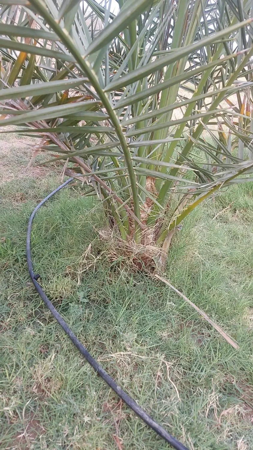 اجاره زمین کشاورزی ۱۰هکتار|فروش دفتر صنعتی، کشاورزی، تجاری|بمپور, |دیوار