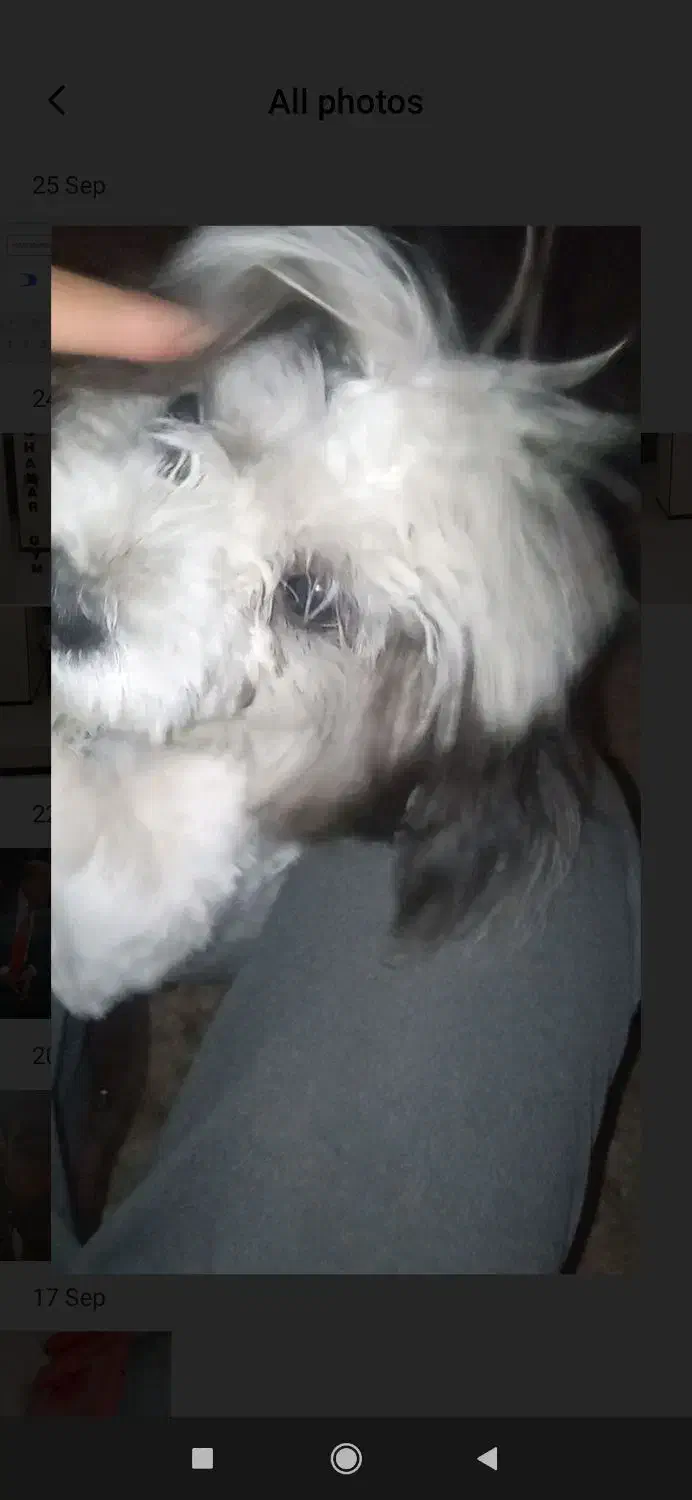 گمشده|حیوانات|شیراز, تندگویان|دیوار