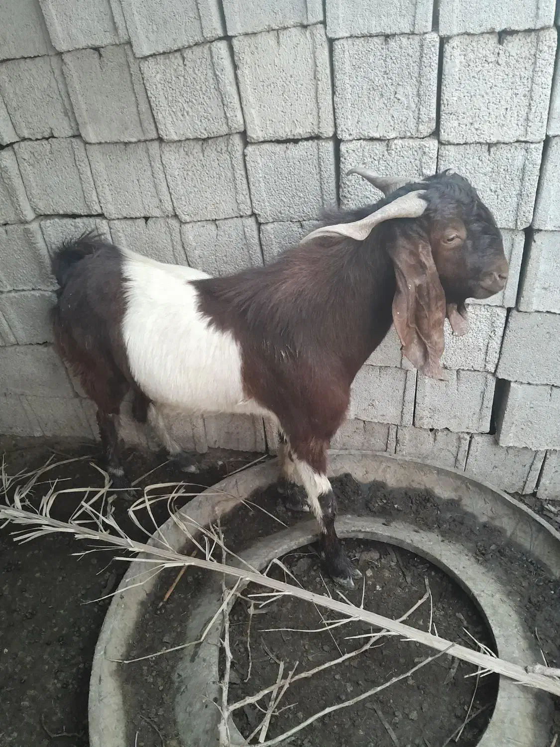 بز. نر به فروش میرسد|حیوانات مزرعه|شادگان, |دیوار