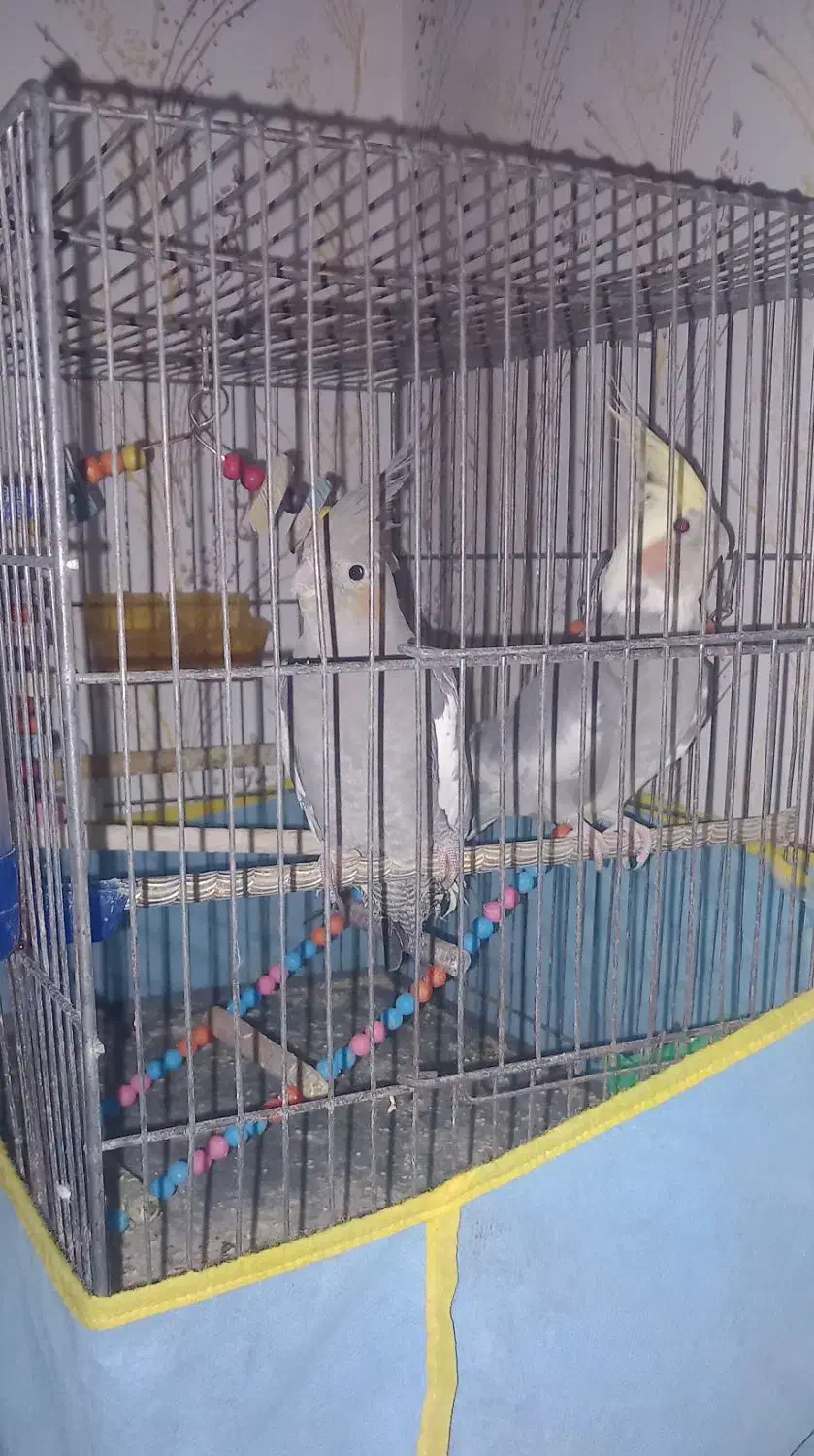 عروس هلندی نروماده|پرنده|آبیک, |دیوار