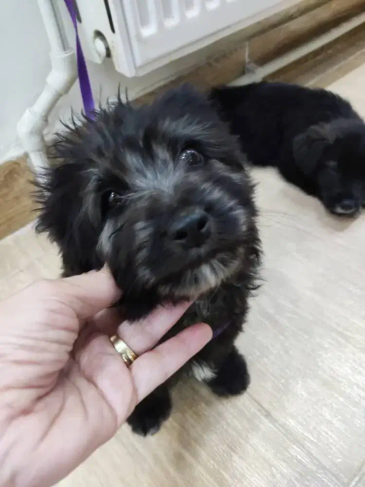 سگ پاکوتاه|سگ|ارومیه, |دیوار