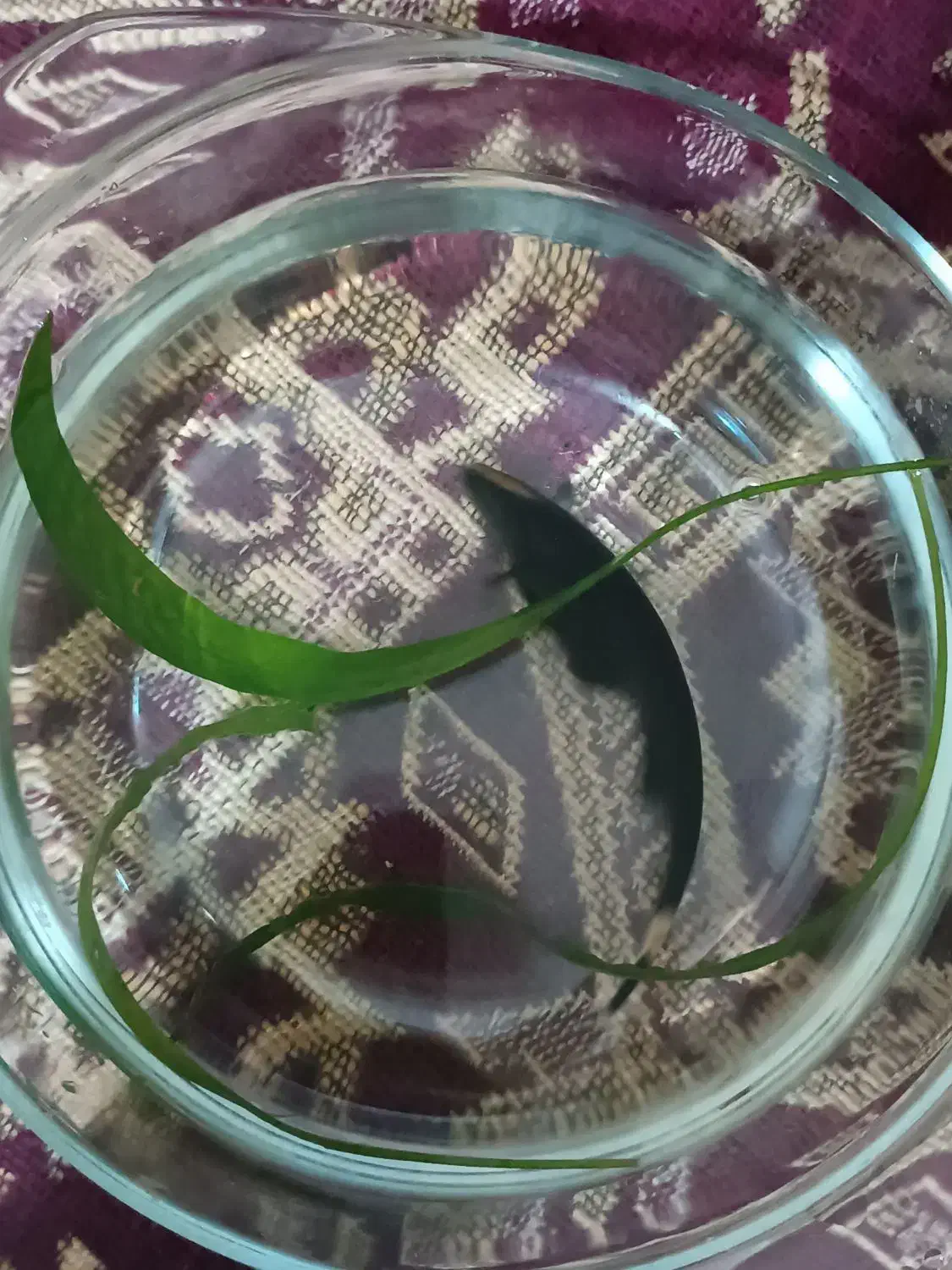 ماهی بلک گوست|ماهی|مشهد, عبادی|دیوار