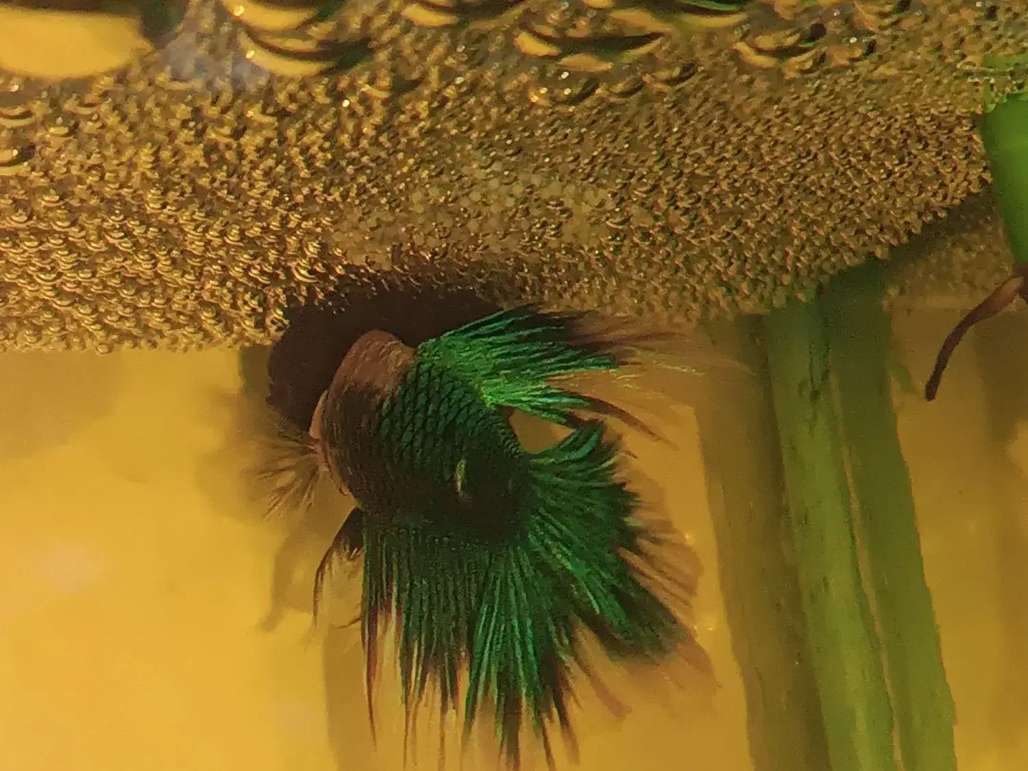 ماهی فایتر پلاکت جفت|ماهی|قرچک, شهرک الحدید|دیوار