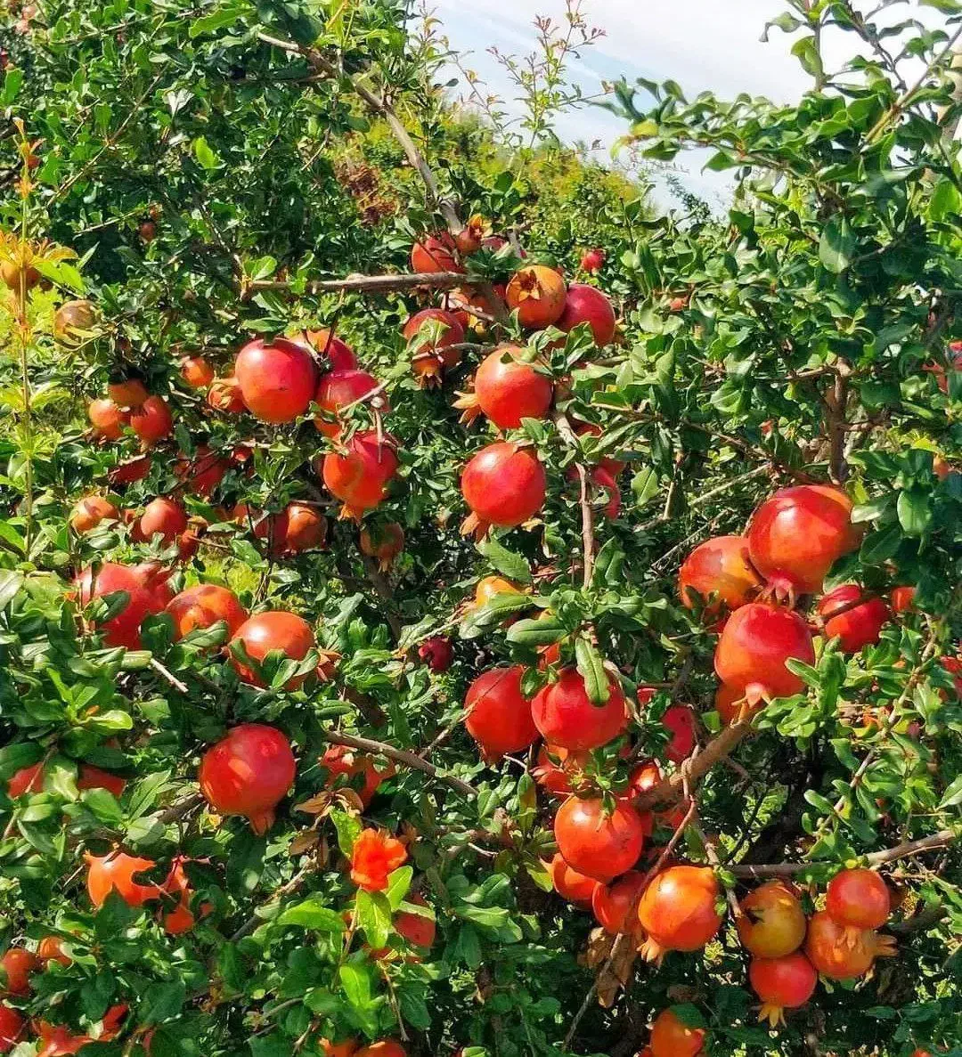 نهالستان میوه و گردو های پربار و مقاوم پالیز|خدمات باغبانی و درختکاری|مبارکه, |دیوار