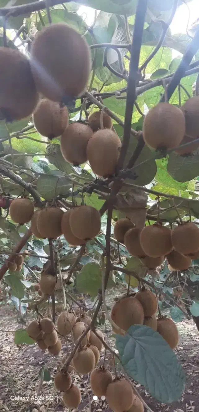 خریداری مرکبات|خدمات باغبانی و درختکاری|کلاچای, |دیوار