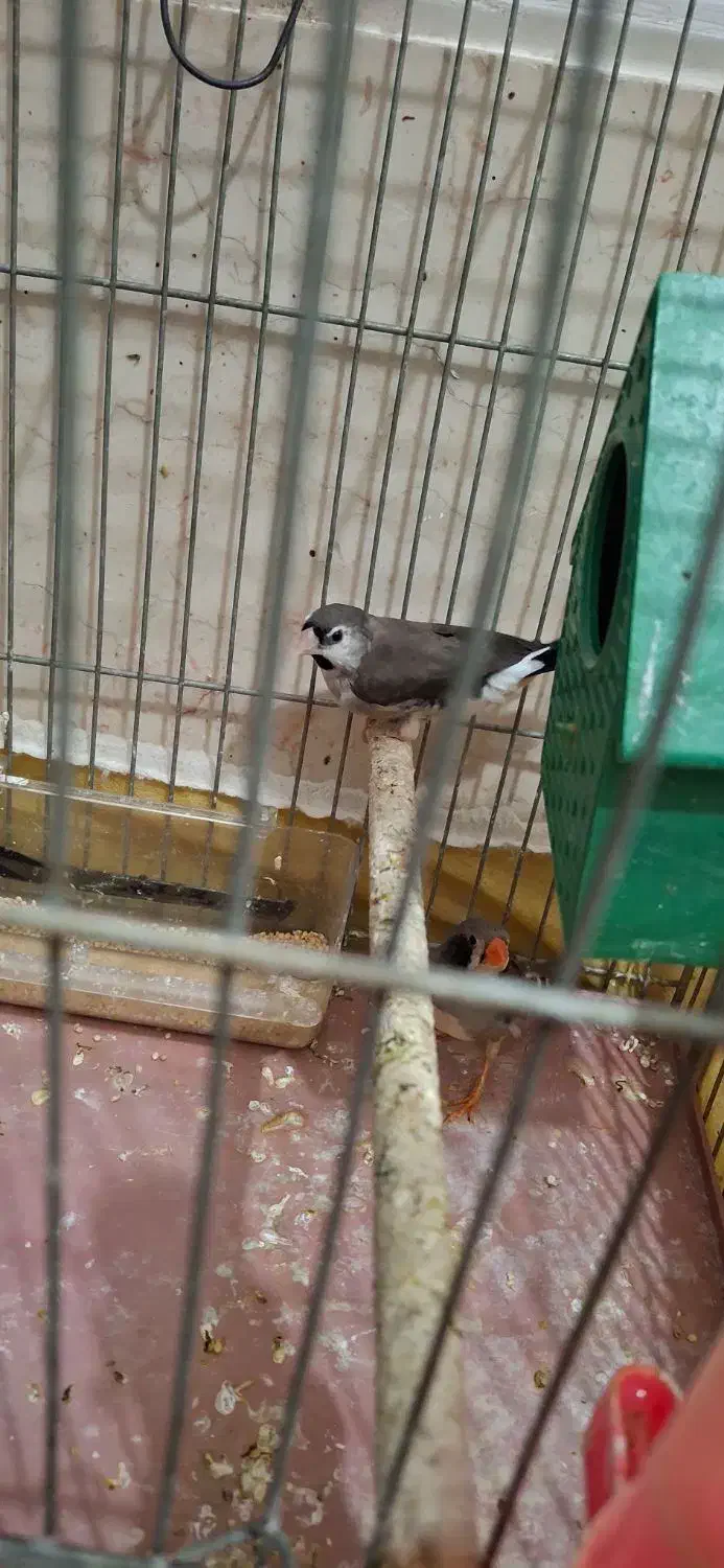 فنچ|پرنده|خمینیشهر, |دیوار