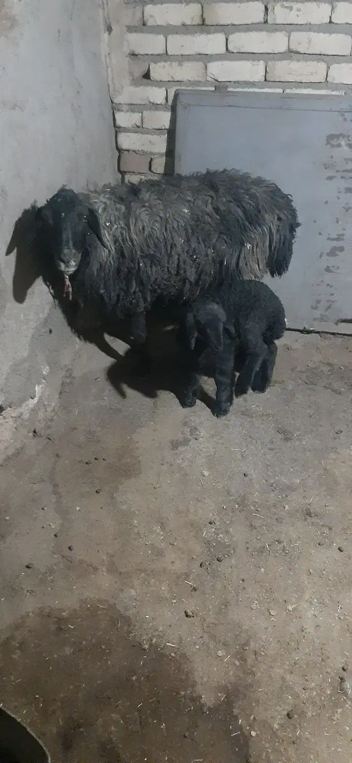 میش گوسفند|حیوانات مزرعه|فرمهین, |دیوار