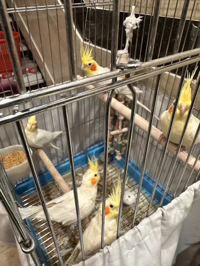 عروس هلندی لوتینو (نر ماده )|پرنده|تهران, مسعودیه|دیوار