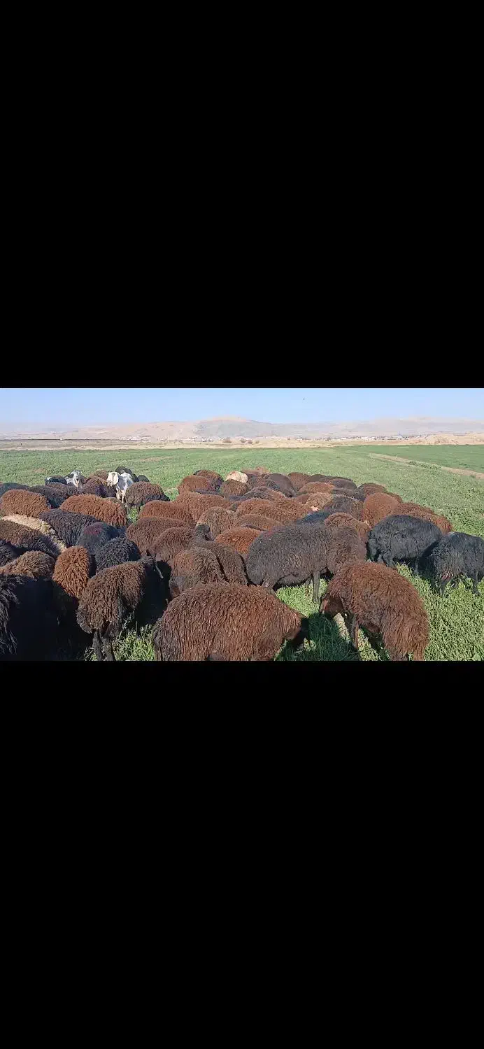 شیشک|حیوانات مزرعه|بروجرد, |دیوار