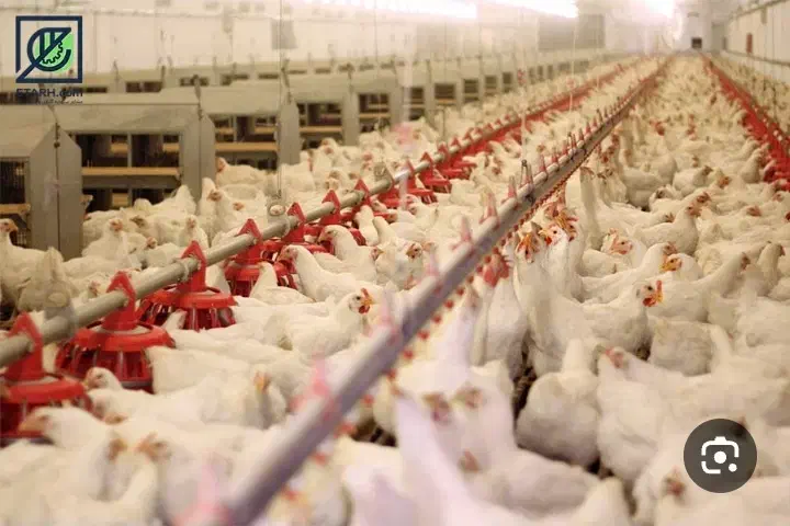 فروش مجوز مرغداری گوشتی با زمین|فروش دفتر صنعتی، کشاورزی، تجاری|گمیشان, |دیوار